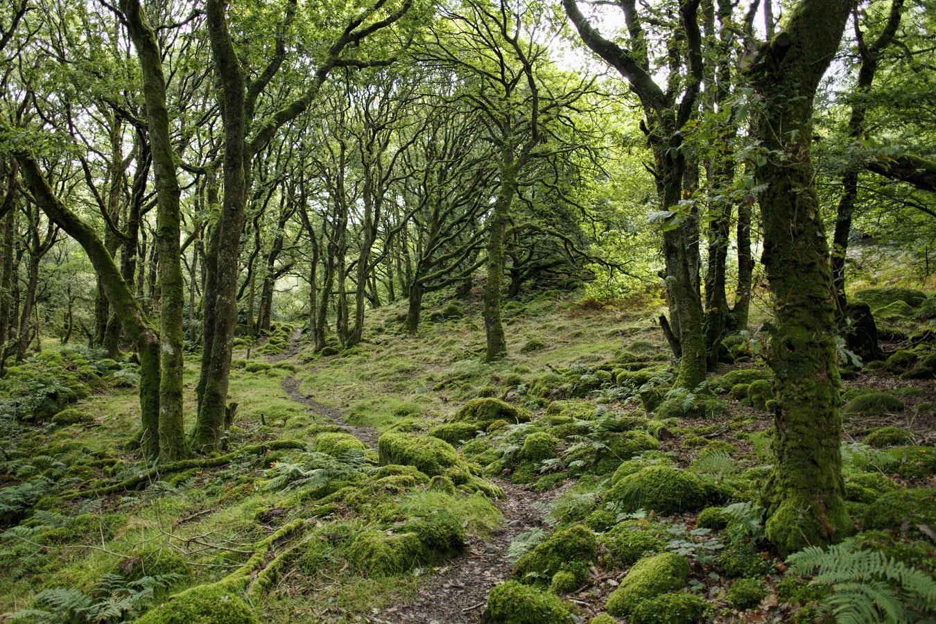 Une forêt au Pays de Gales