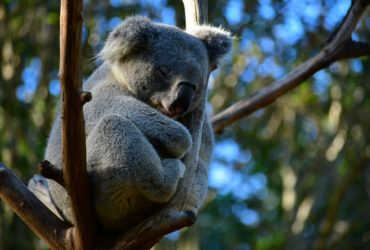 Un koala accroché à un arbre, dans la canopée australienne.