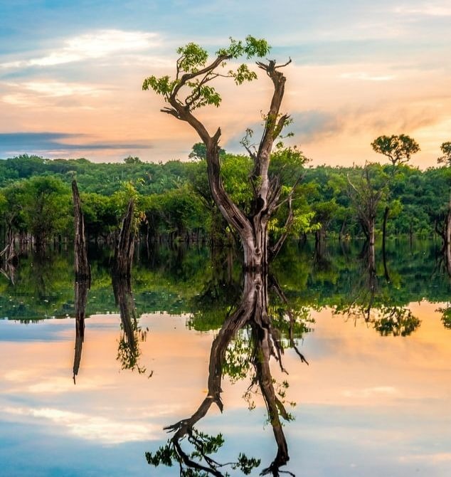 La forêt d'Amazonie, au Brésil.